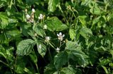 Rubus caesius