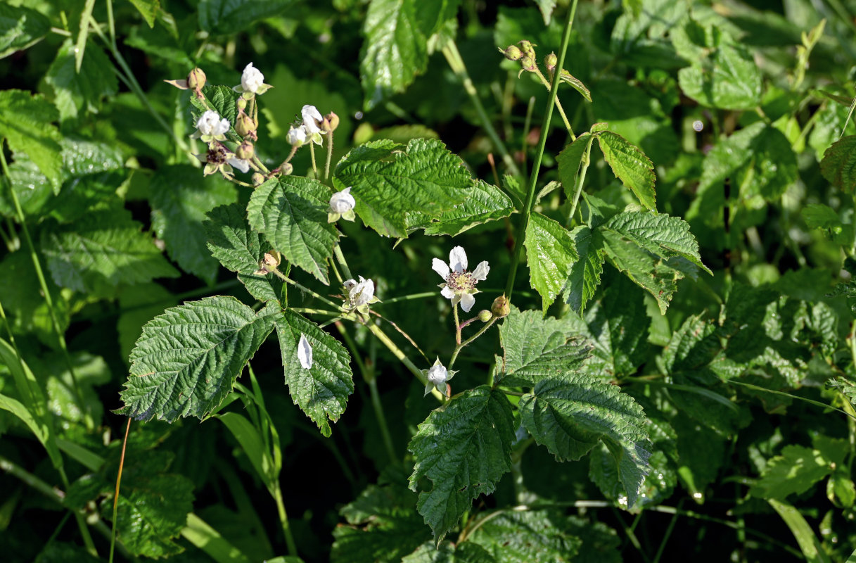 Изображение особи Rubus caesius.