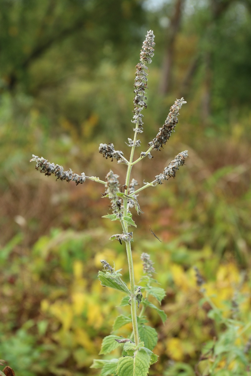 Изображение особи Mentha longifolia.