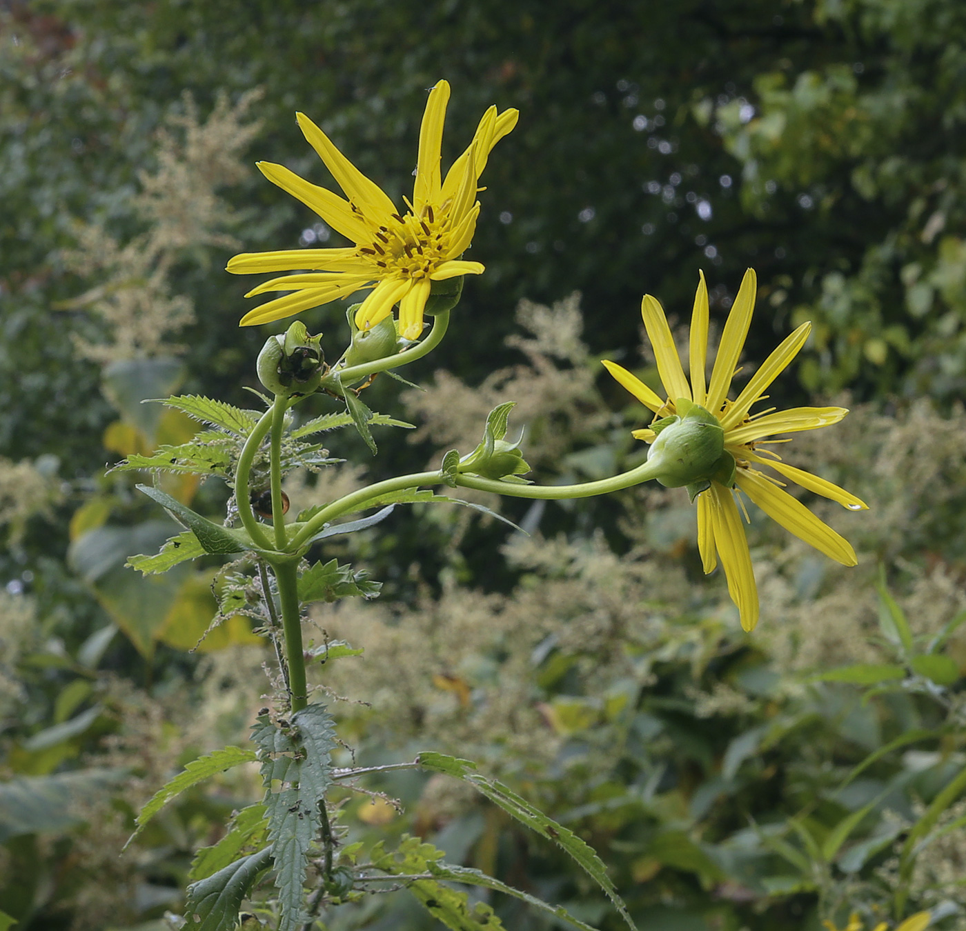 Image of Silphium perfoliatum specimen.