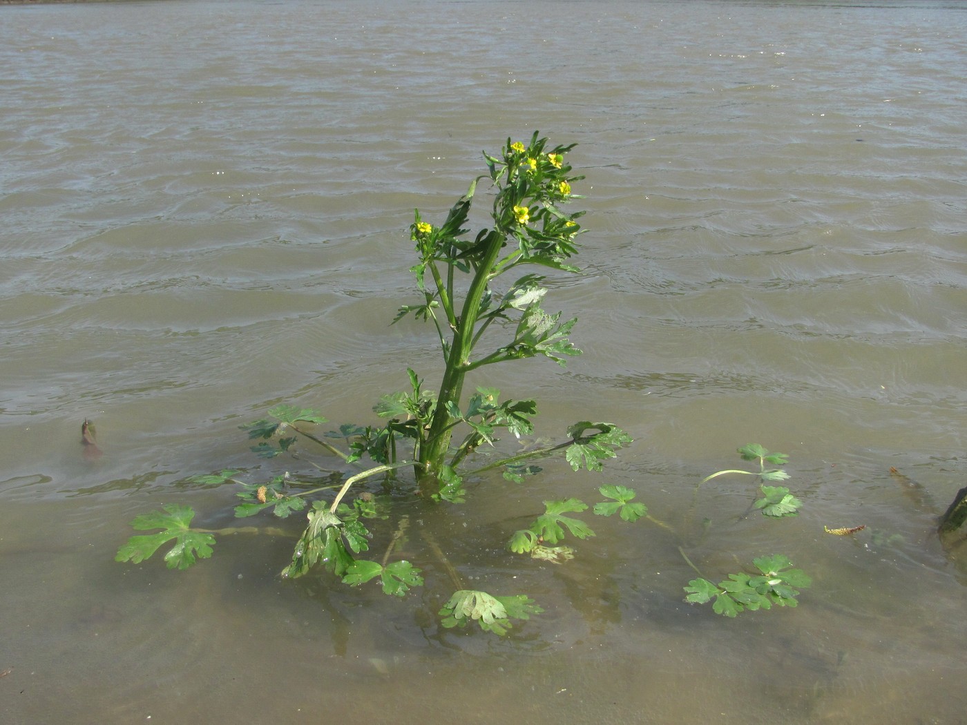 Image of Ranunculus sceleratus specimen.