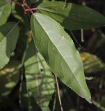 Populus longifolia