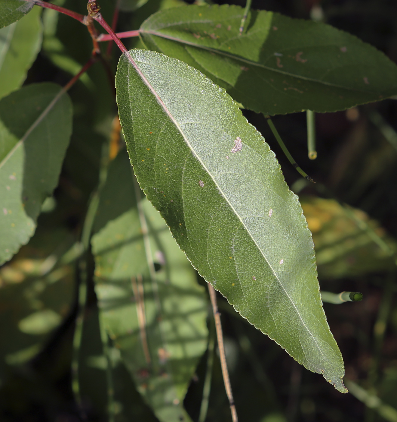 Image of Populus longifolia specimen.