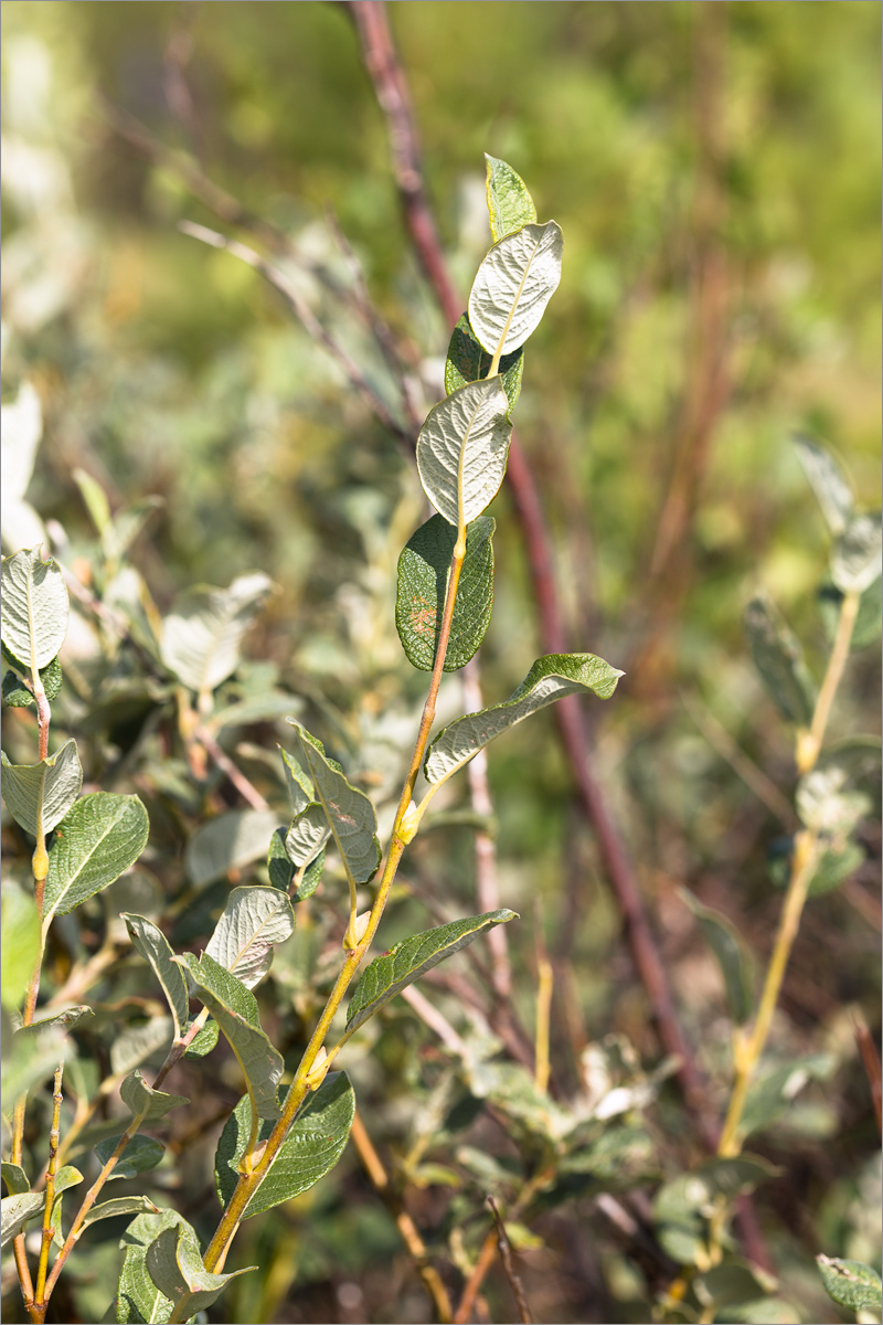 Image of Salix lapponum specimen.