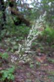 Calamagrostis arundinacea