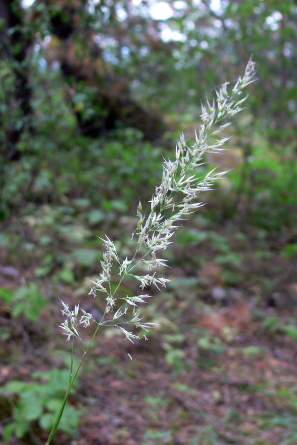 Image of Calamagrostis arundinacea specimen.