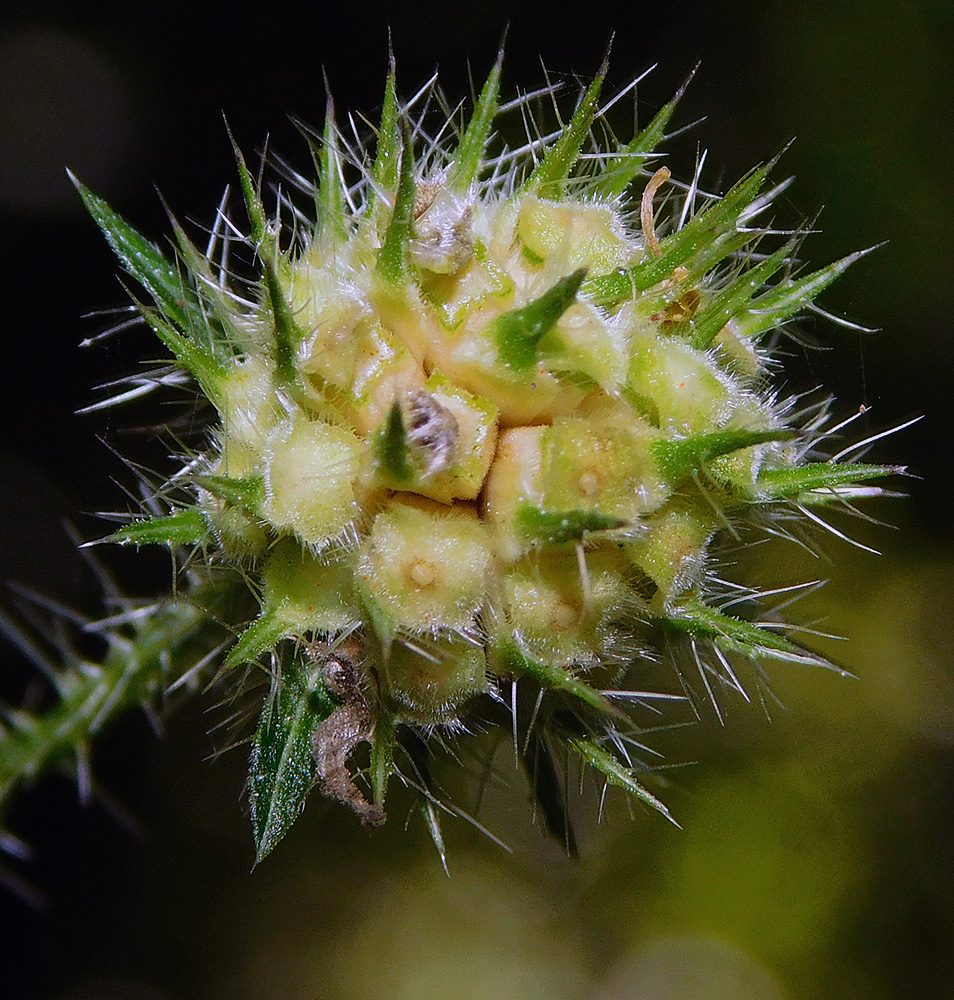Изображение особи Dipsacus pilosus.