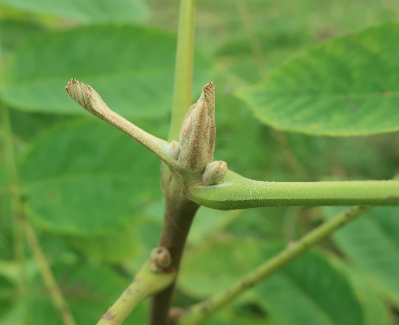 Image of Juglans nigra specimen.