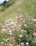 Convolvulus cantabrica