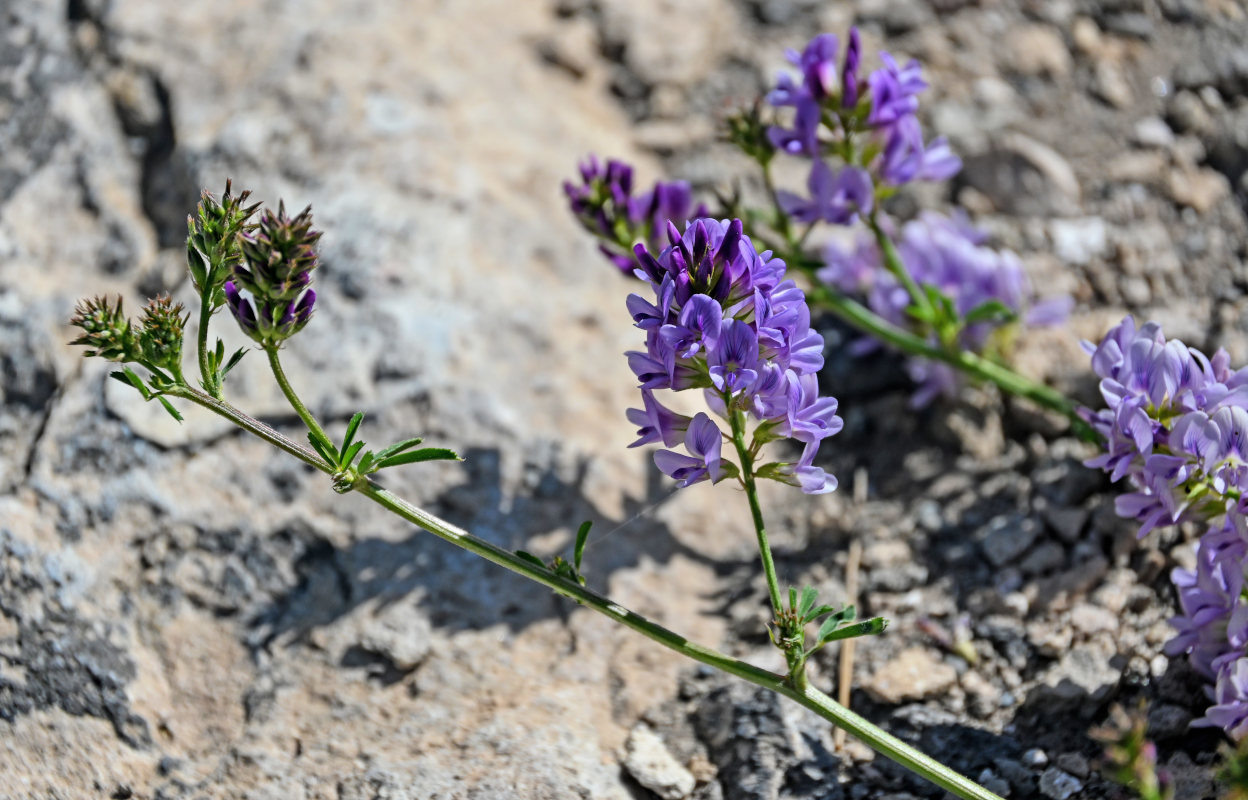 Image of Medicago sativa specimen.