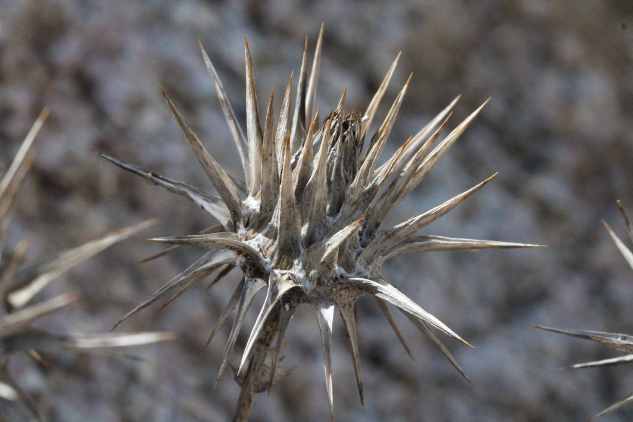 Изображение особи Cousinia glabriseta.