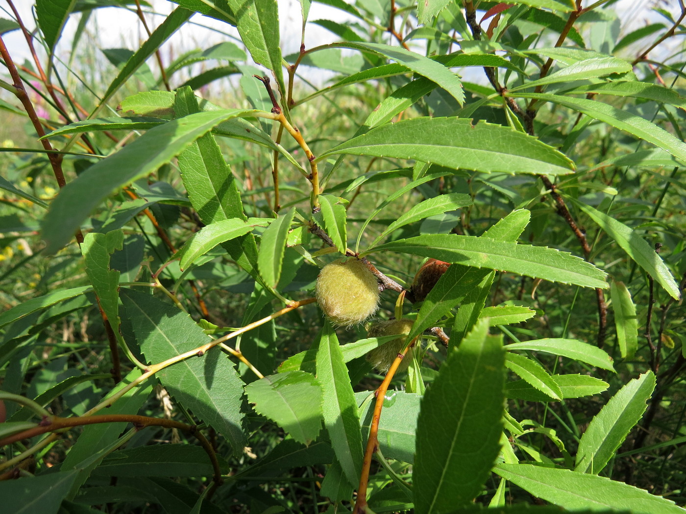 Image of Amygdalus nana specimen.