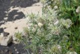 Cirsium echinus. Соцветия. Республика Ингушетия, Джейрахский р-н, окр. альплагеря \"Кязи\", выс. 2100 м н.у.м, левый борт долины ручья, граница луга и щебнистой осыпи. 23 июля 2022 г.