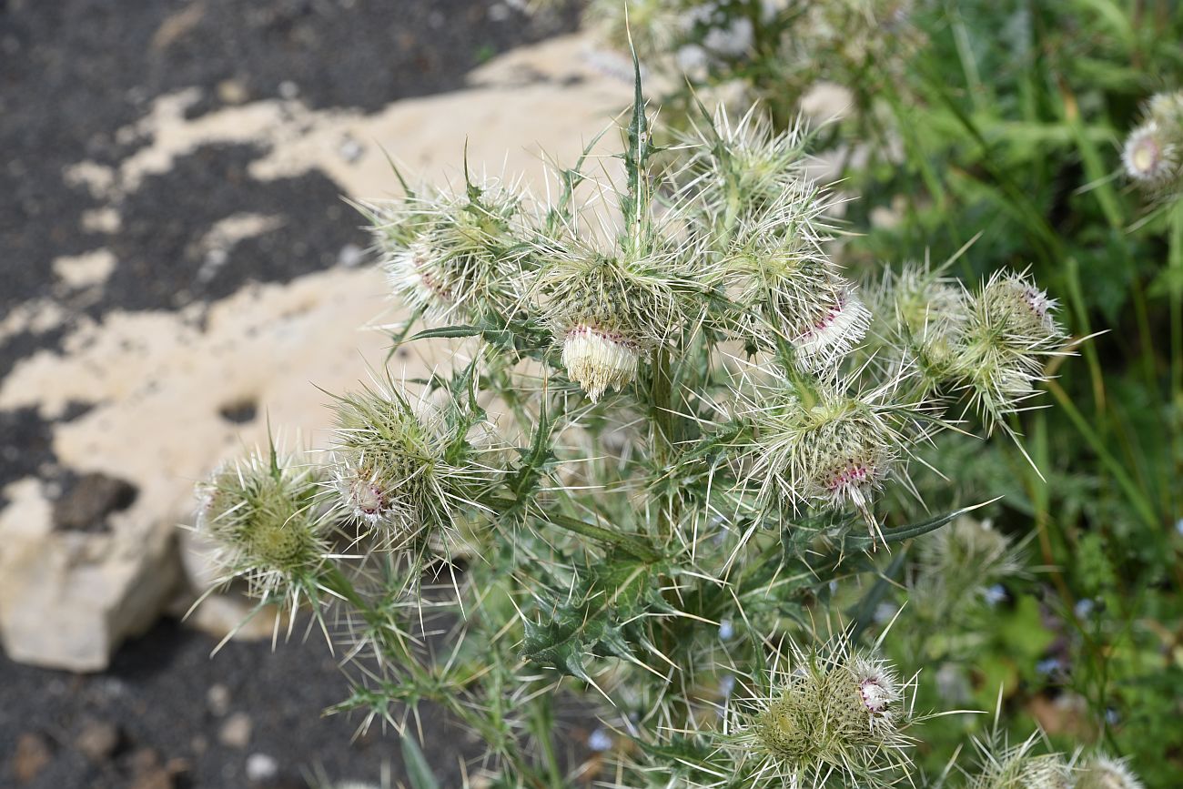 Image of Cirsium echinus specimen.