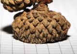 Quercus mongolica
