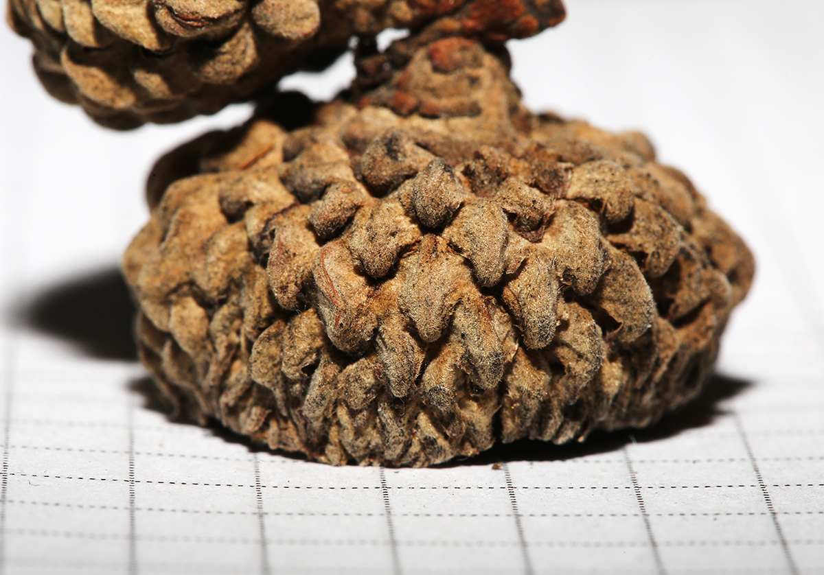 Image of Quercus mongolica specimen.