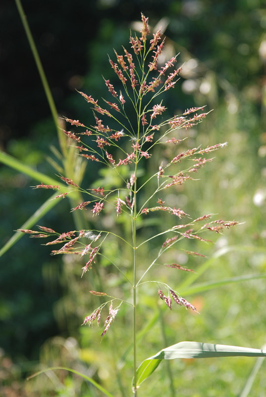 Изображение особи род Sorghum.