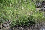 Potentilla rupestris