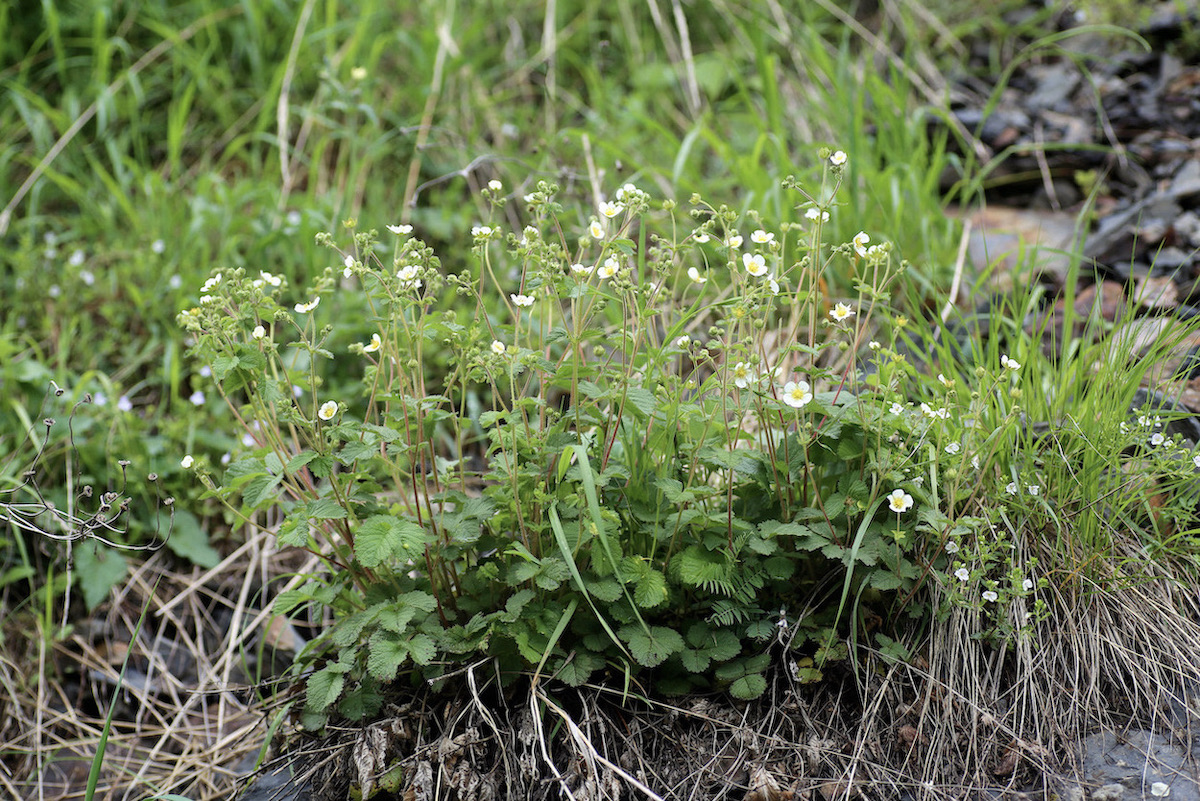 Image of Potentilla rupestris specimen.