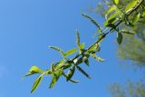 Salix euxina
