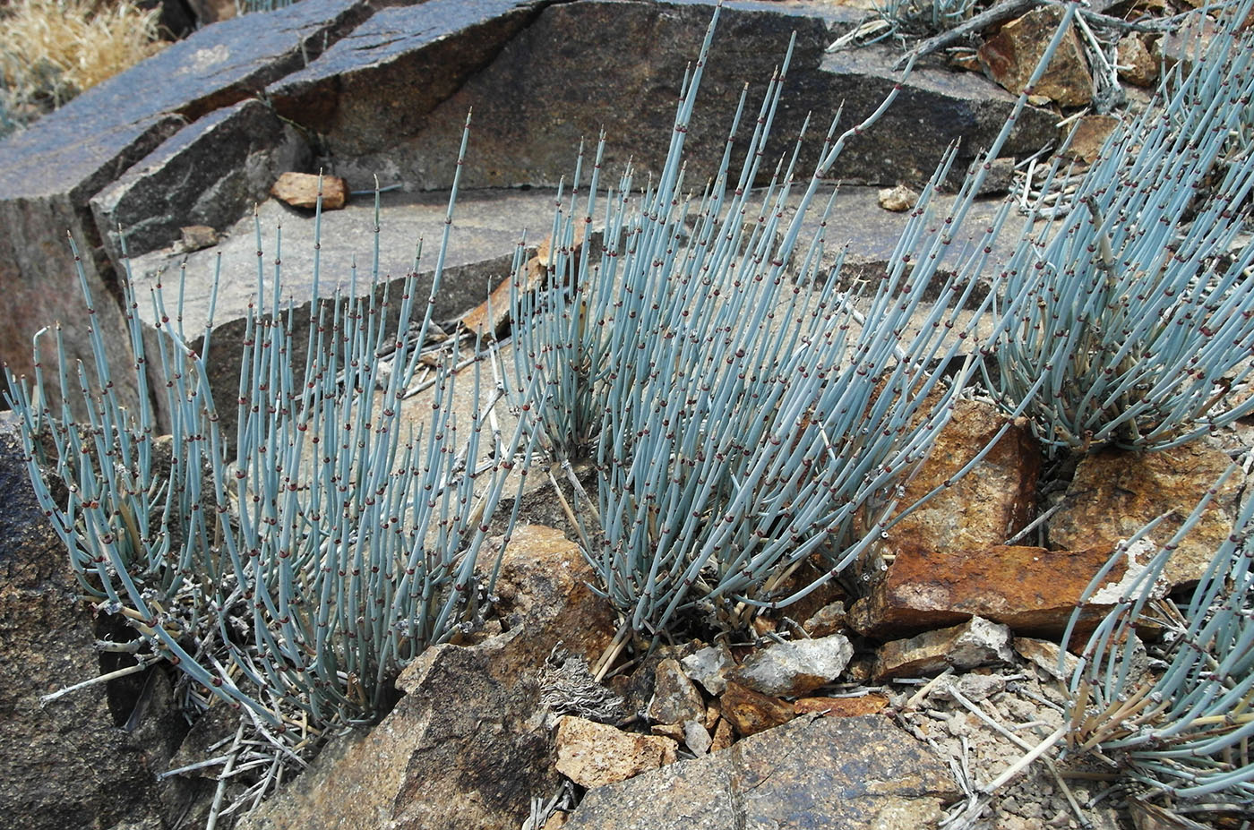 Image of Ephedra intermedia specimen.