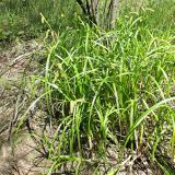 Carex rhynchophysa