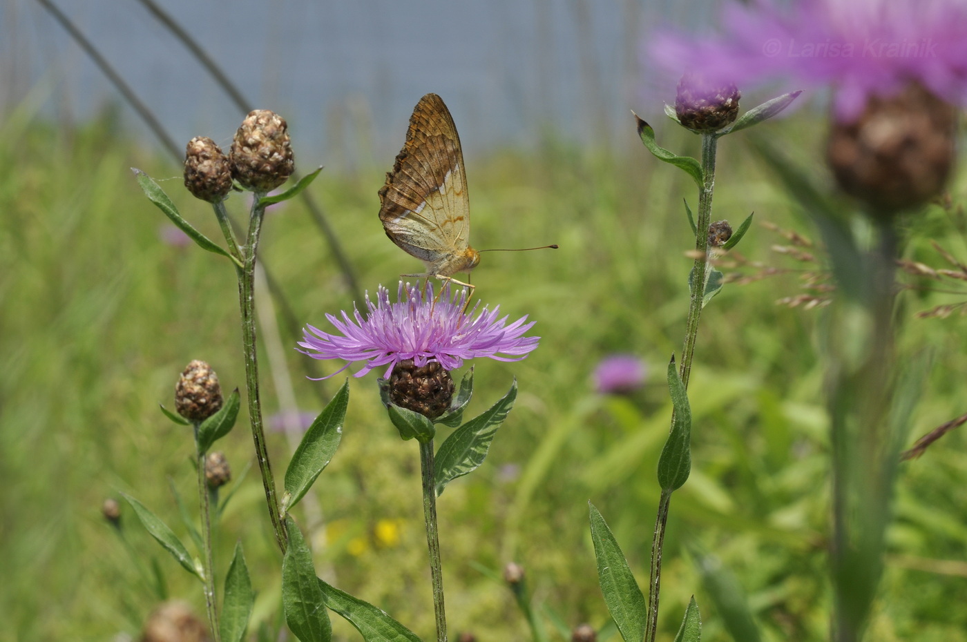 Image of Centaurea jacea specimen.