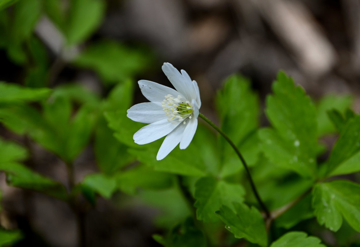 Изображение особи Anemone altaica.