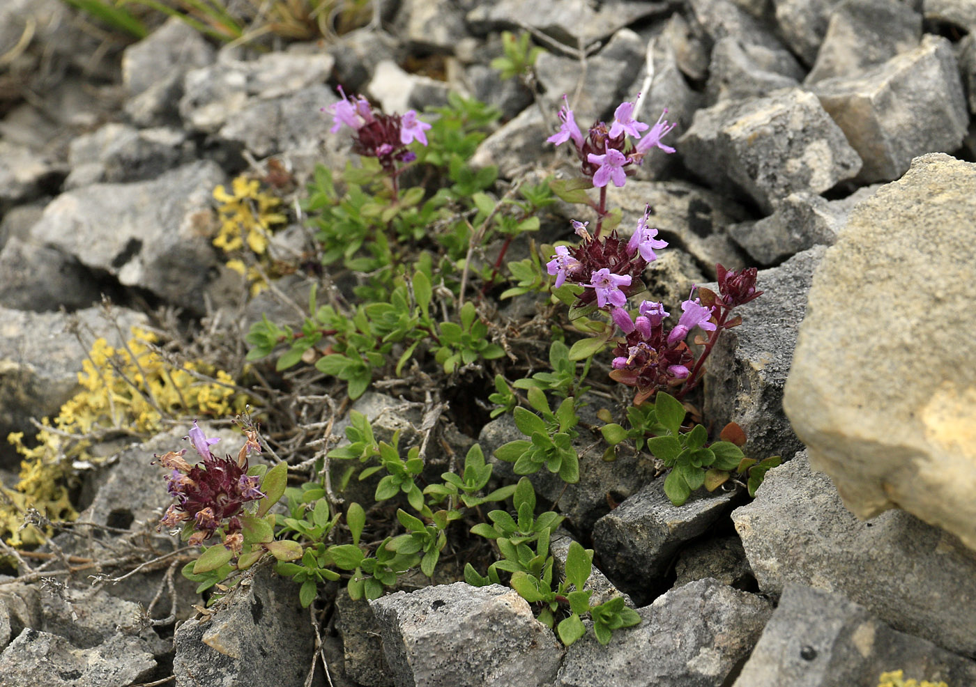 Изображение особи род Thymus.