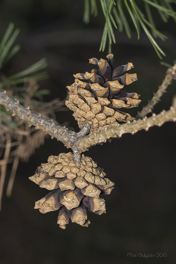 Image of Pinus sylvestris specimen.