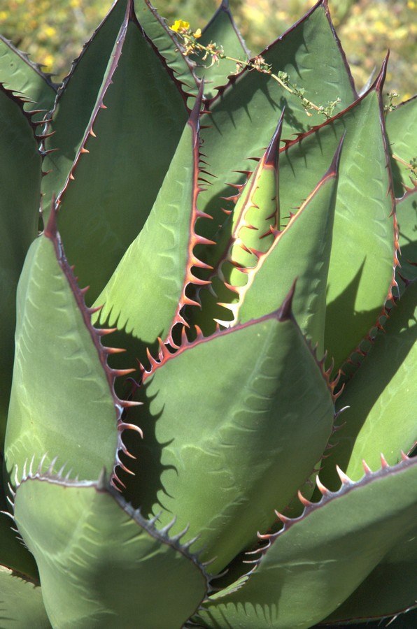 Image of Agave shawii specimen.