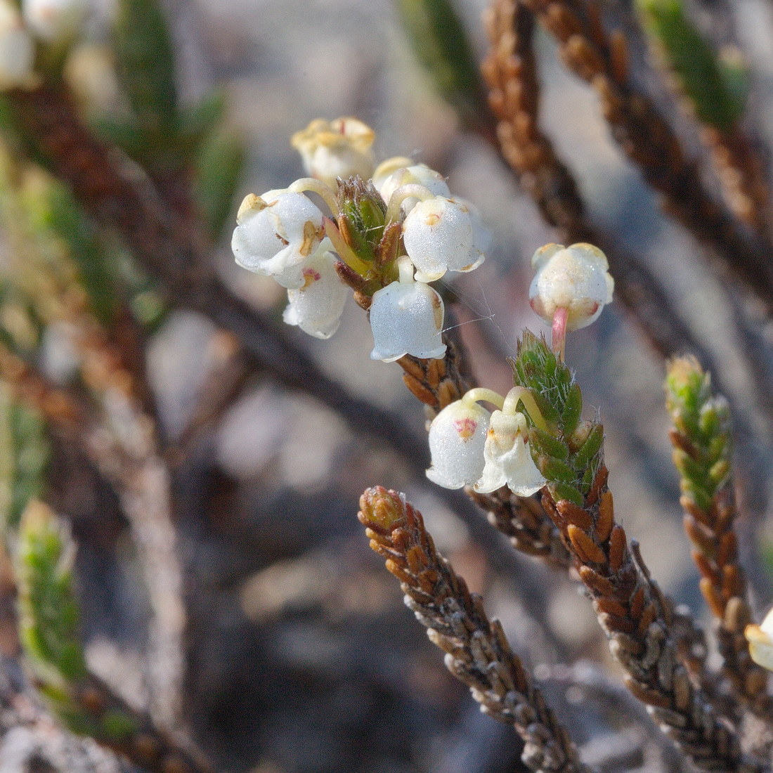 Изображение особи Cassiope ericoides.