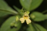 Impatiens parviflora