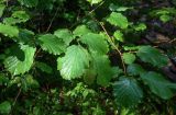 Corylus avellana