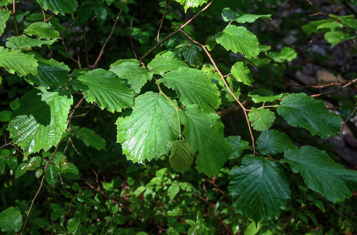 Image of Corylus avellana specimen.