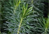 Euphorbia cyparissias