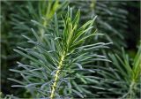 Euphorbia cyparissias