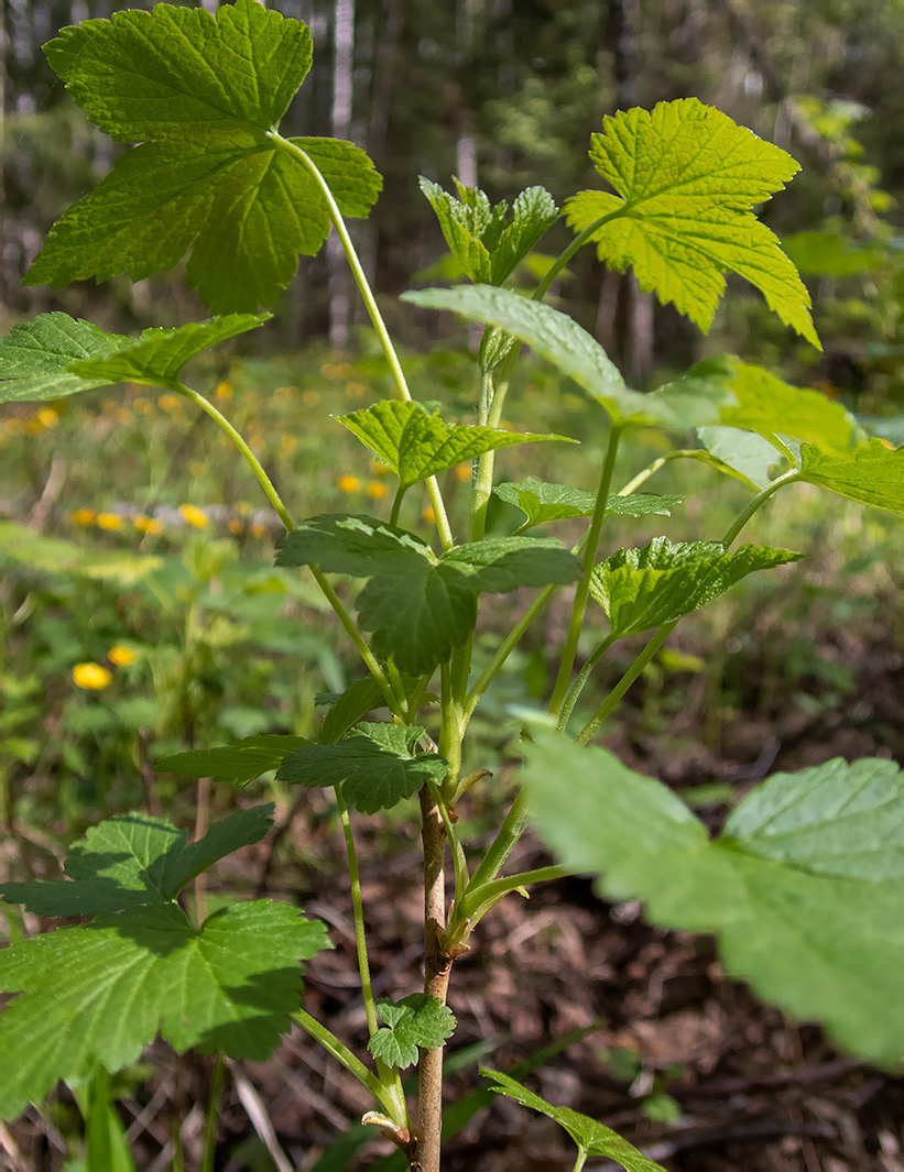 Изображение особи Ribes nigrum.