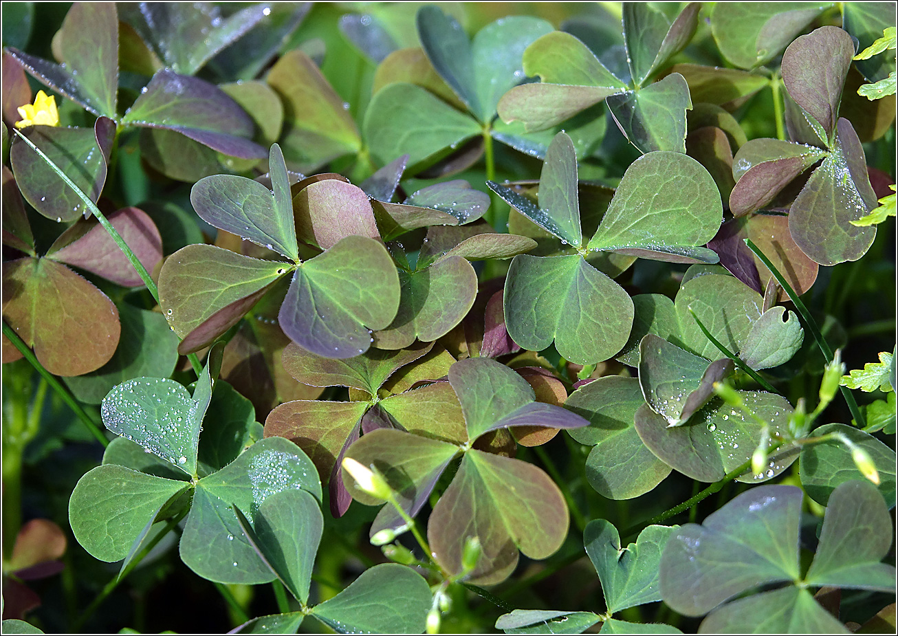 Image of Oxalis stricta specimen.