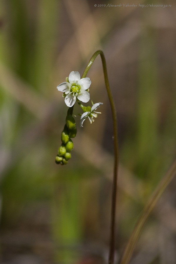 Image of Drosera rotundifolia specimen.
