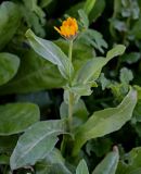 Calendula arvensis