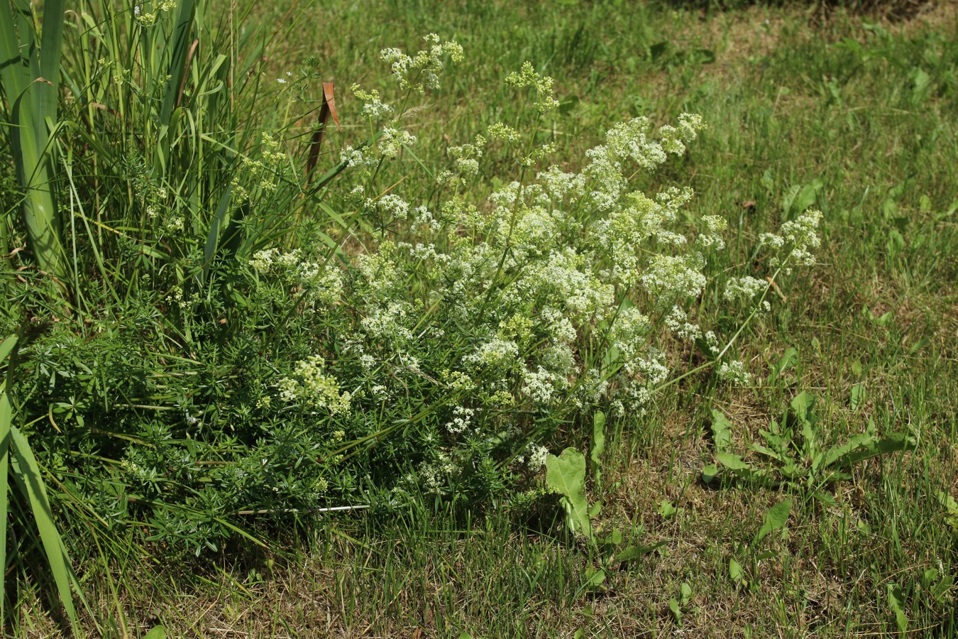 Image of Galium album specimen.