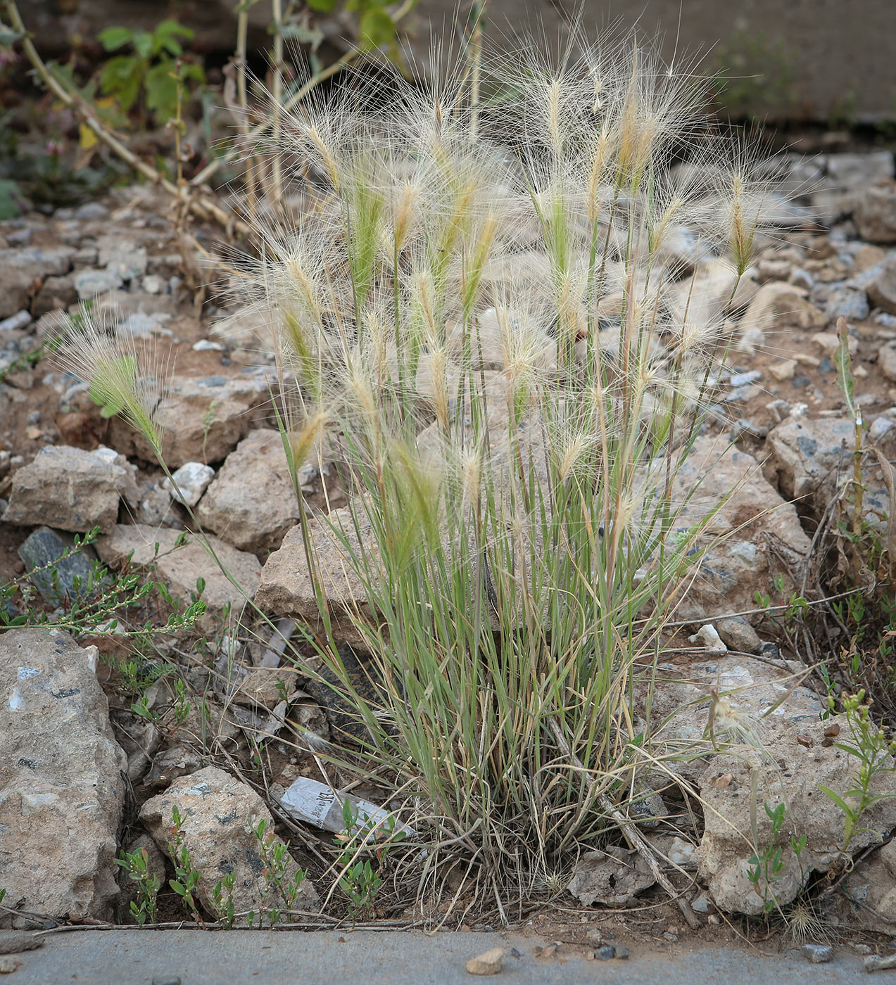 Image of Hordeum jubatum specimen.