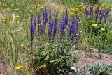 Salvia nemorosa. Цветущие растения в сообществе с Achillea, Cuscuta и Poaceae. Армения, обл. Арагацотн, окр. с. Тегер, ≈ 1700 м н.у.м., каменистый участок лугового склона. 20.06.2022.