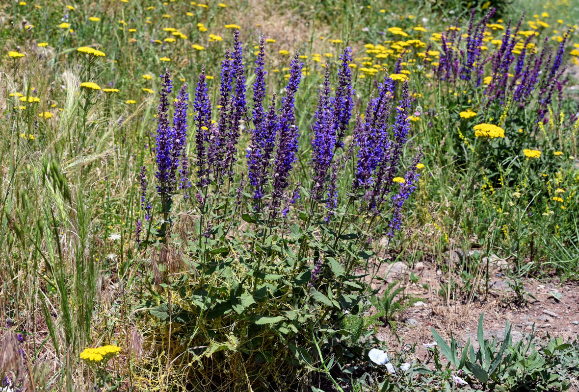 Image of Salvia nemorosa specimen.