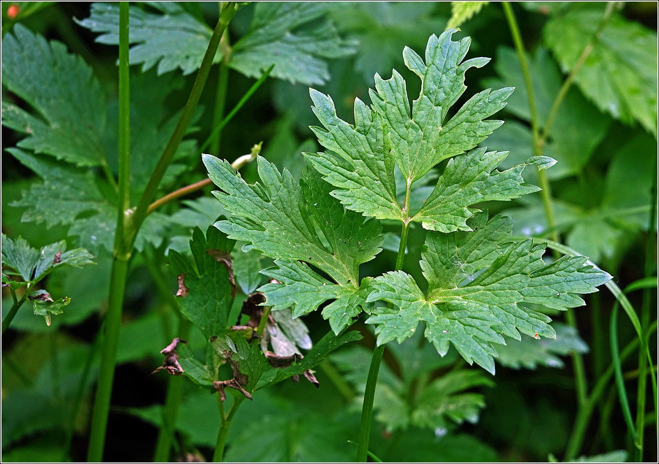 Image of Ranunculus repens specimen.