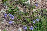 Veronica multifida