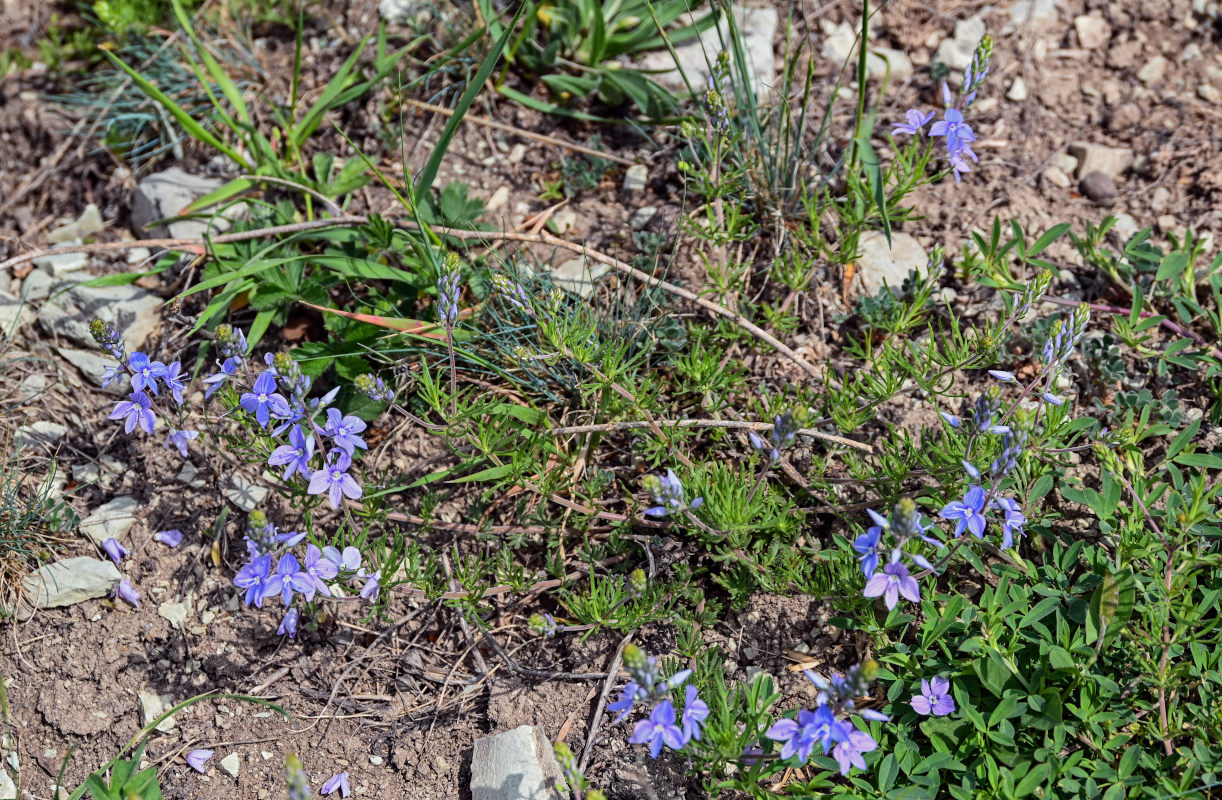 Изображение особи Veronica multifida.