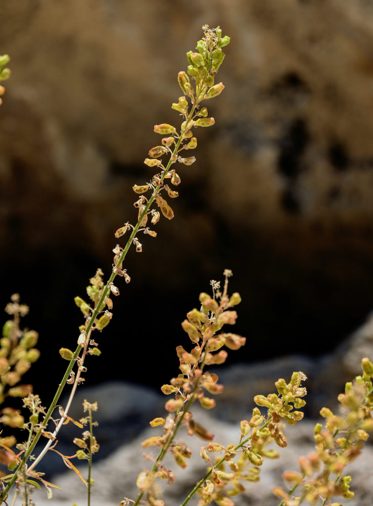 Image of Reseda lutea specimen.