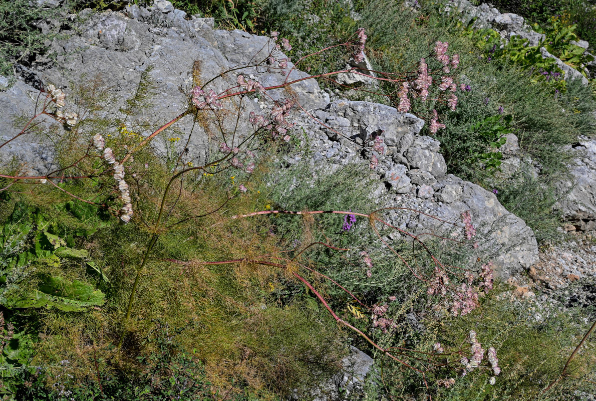 Image of Prangos pabularia specimen.